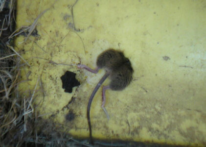 How to Keep Pests Out of Your Home Image